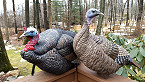 Alabama Hunters Reminded Mechanical Turkey Decoys Illegal