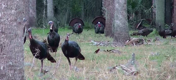 Louisiana 2020 Turkey Season Gets Underway in All Three State Areas