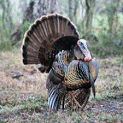 Osceola turkey