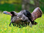 Pennsylvania 2018 Fall Turkey Hunting Gets Underway