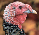 Ohio Special Youth Turkey Hunts at Paint Creek State Park