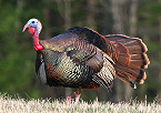 Missouri Forecasts Challenging 2020 Spring Turkey Huning Season