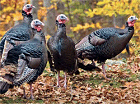 turkeys