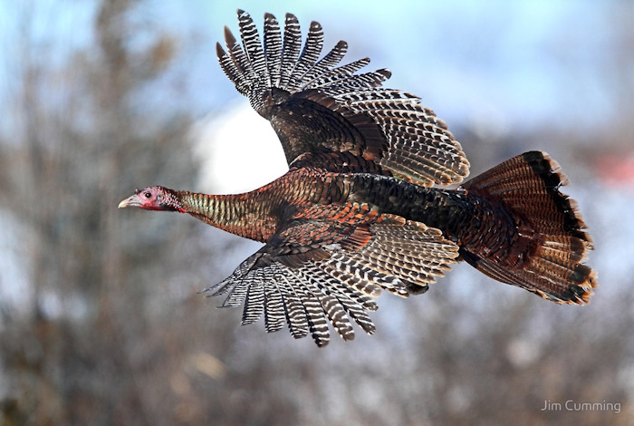 West Virginia Spring Gobbler Season to Open April 20