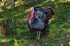 Ohio Update and Changes to 2020 Controlled Turkey Hunting Drawings