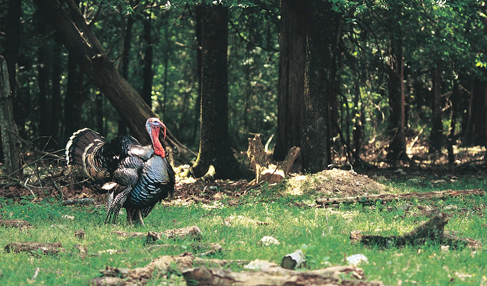 KDWPT Temporarily Suspends Sales of Nonresident 2020 Turkey Permits
