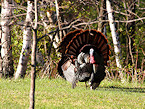 Turkey hunting gear checklist