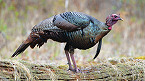 Apply for Georgia 2020 Spring Turkey Hunting in New Camden County WMA by Feb 15