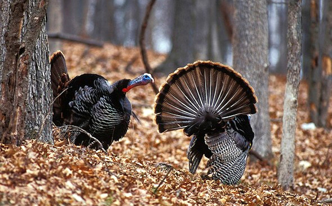 Arkansas Buffalo National River WMA Closed to Turkey Hunting 
