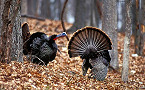 Apply for Indiana 2020 Reserved Youth Turkey Hunts March 16-27