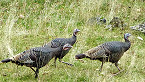 Remaining North Dakota 2019 Fall Turkey Licenses Available Sept 25