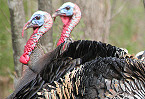 Mississippi 2019 Spring Turkey Hunting Opens March 15