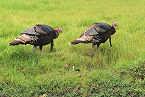 Nonlead Ammunition Required in California for 2017 Spring Turkey Season 