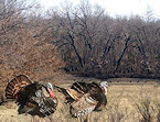 Kansas turkey hunting