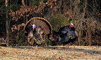 Maryland 2017 Fall Turkey Season Opens Oct 28