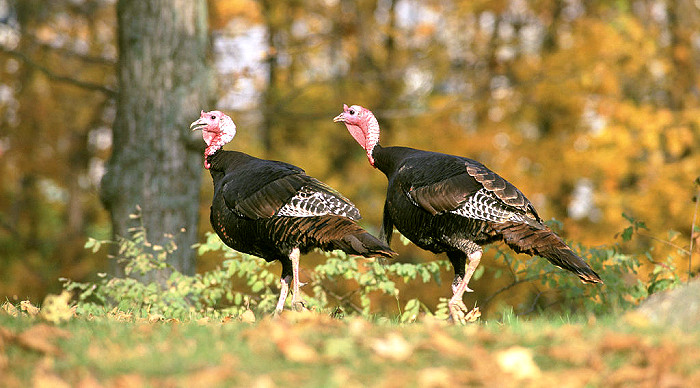 LWFC Issues Emergency Closing of Turkey Season on Grassy Lake WMA