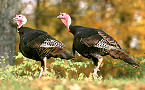 Delaware Requires Mandatory Wild Turkey Hunting Courses