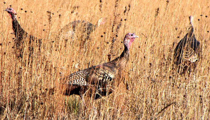 New Hampshire 2020 Spring Turkey Hunting Season to Proceed as Scheduled