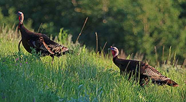 Apply by March 13 for Montana 2020 Limited Spring Turkey Permits