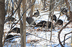 Idaho Opens New 2019 Wild Turkey Hunts in Southwest Dec 1st