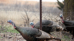 turkeys 