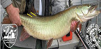 Virginia tagged muskie