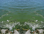 blue-green algae