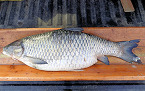Wisconsin Bow Fishermen Break Grass Carp State Record Twice in One Day