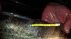 WY walleye reward tag