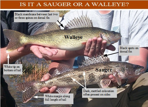 walleye/sauger-ID