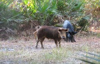 Florida 2020 Spring-Summer Wild Hog Hunting