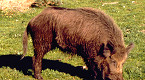 Applications Available for California 2019 Joice Island Wild Pig Hunts