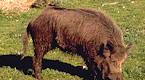 California wild pig