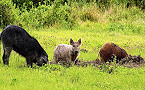 OK wild pig hunting