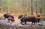 New Texas Laws Affecting Feral Hog Hunting