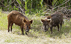 Feral Swine Eradicated from Colorado