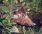 wild boar (pig)