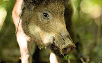 MDC Took Another Step This Month in the Fight to Eliminate Invasive Feral Hogs