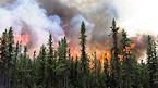 Wild fire