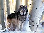 Wolves Returned to State Management in Wyoming
