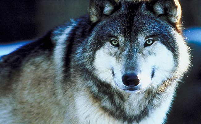 Gray Wolves Delisted from Endangered Species Act Across Most of U.S.
