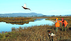 CDFW Offering 60 Apprentice Pheasant Hunts Across the Sate