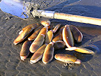 Oregon Recreational Razor Clamming Closed on Central Coast 