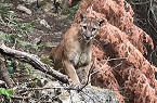 CPW Warns of Aggressive Mountain Lion Behavior in Deer Creek Canyon