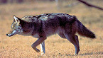 North Dakota Coyote Catalog Available for Hunters, Landowners