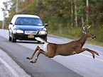 Roadkill in California Still Illegal to Possess on Jan 1st