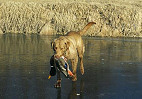 When Hunting Gets Too Dangerous For Your Dog