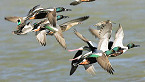Connecticut 2020 Waterfowl Hunting Regulation Changes