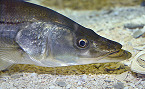 Florida 2019 Snook Harvest Seasonal Closure in Gulf Starts Dec 1