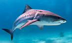 Hawaii Ahihi-Kina’u Natural Area Reserve Closed Due to Continued Presence of Tiger Sharks 